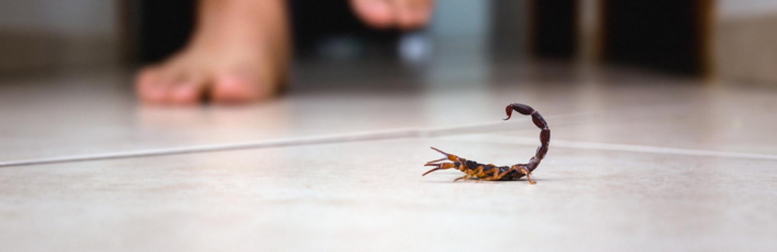 A scorpion in a home