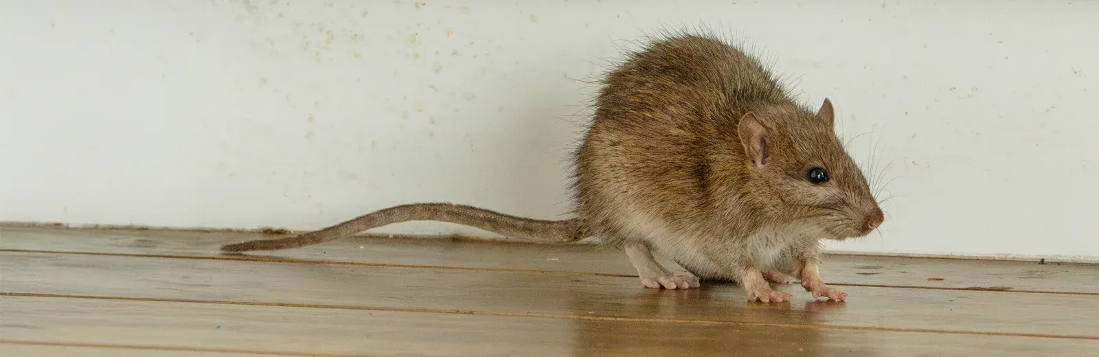 rodent control, mouse in a house