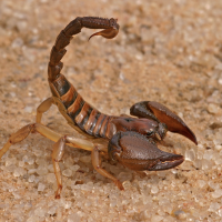bark scorpion in sand