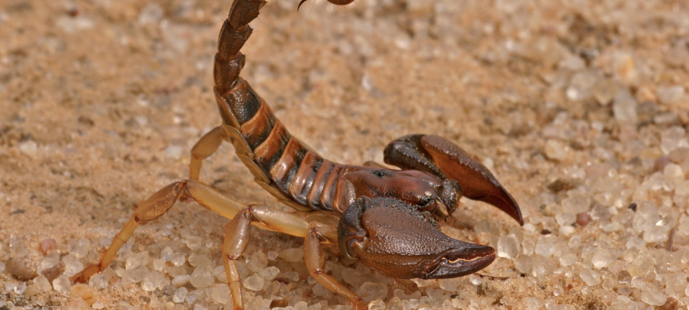 bark scorpion in sand