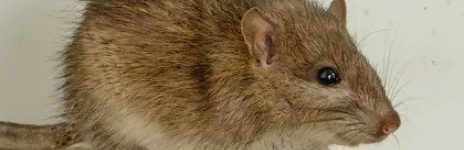 rat in a house