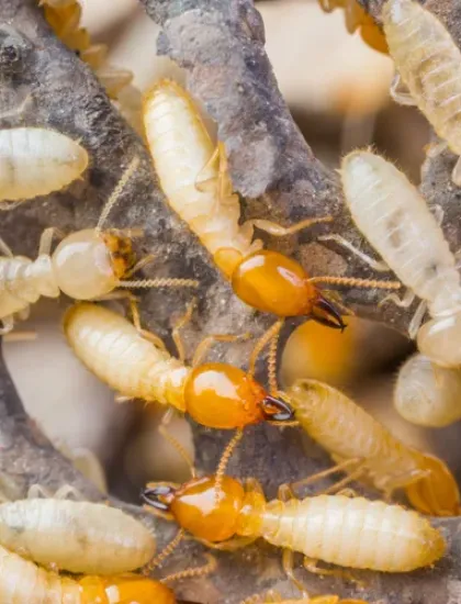 termites